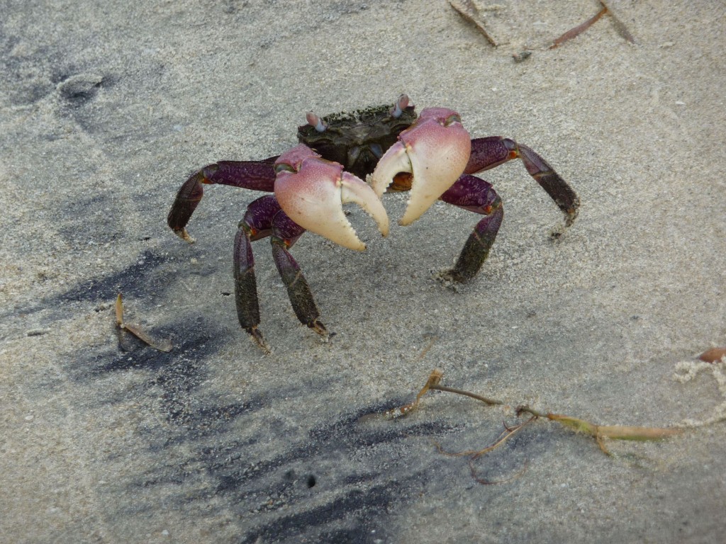 Neben dem Reiseleiter Susil begleitet auch diese Krabbe die Besucher der Sandbänke.